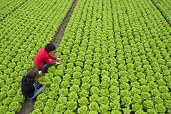 people picking lettuce.jpg