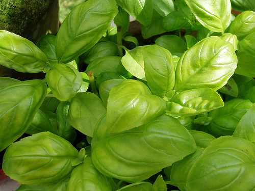 It's basil season! This garden herb is great for making pesto, and it's also the perfect way to spruce up your favorite summer cocktail recipe.