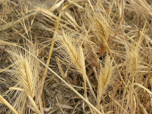 Greenpeace Activists Destroy GM Wheat Trial Eat Drink Better