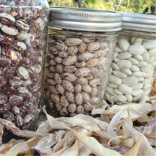 Storing beans in mason jars