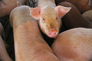 Pork Producers Sue to Kill Country of Origin Labeling