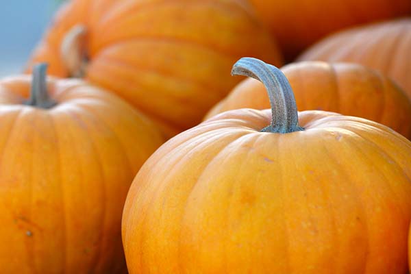 A look at the shocking amount of Halloween pumpkin waste.