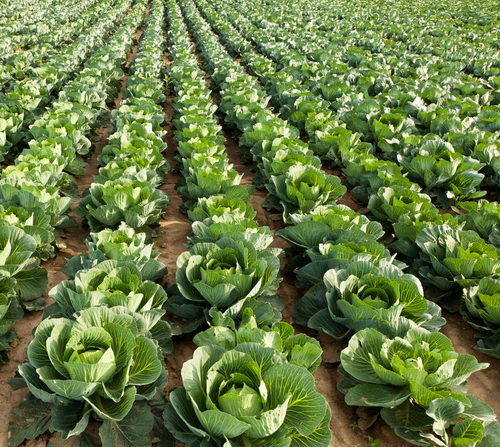 Seasonal Fall Foods: Cabbage