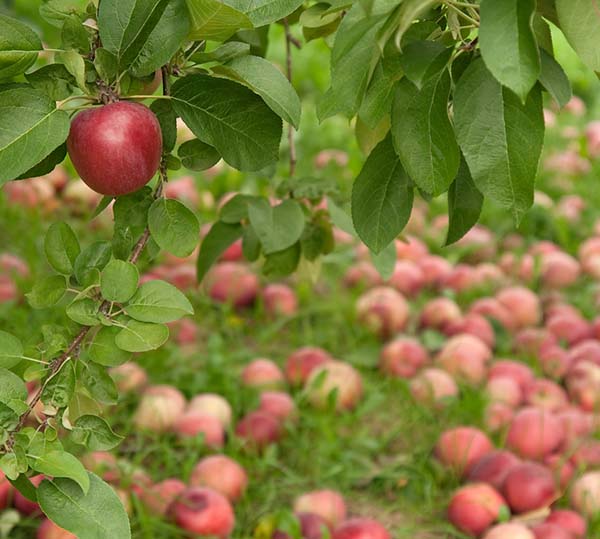 Fruitcycle Turns 'Bad' Apples Good Again