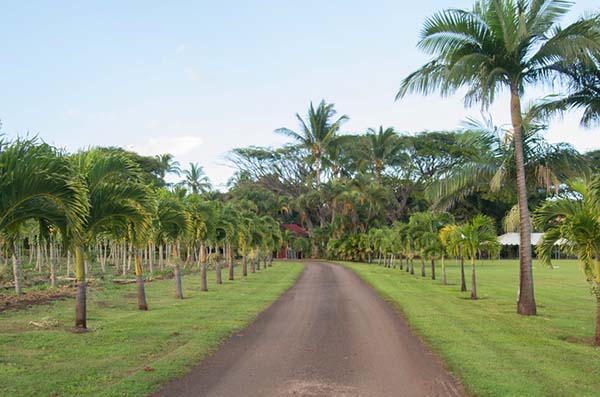Maui GMO Moratorium Passes in a Close Race