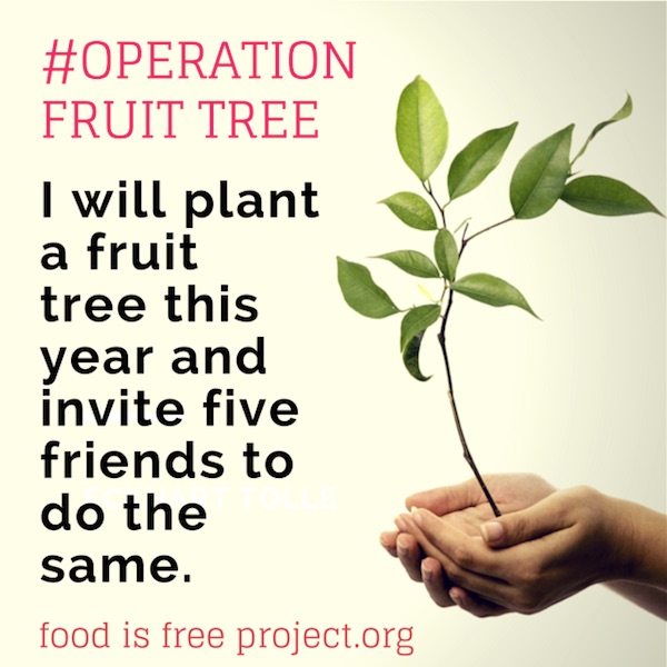 Food is Free When You Plant Your Own Fruit Trees #OperationFruitTree