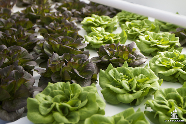 Urban Farming Reimagined: Who Wants a Growbot?
