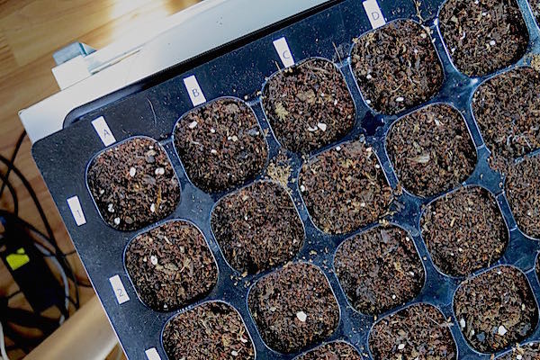 Growing Food: Starting Seeds Indoors Part 3