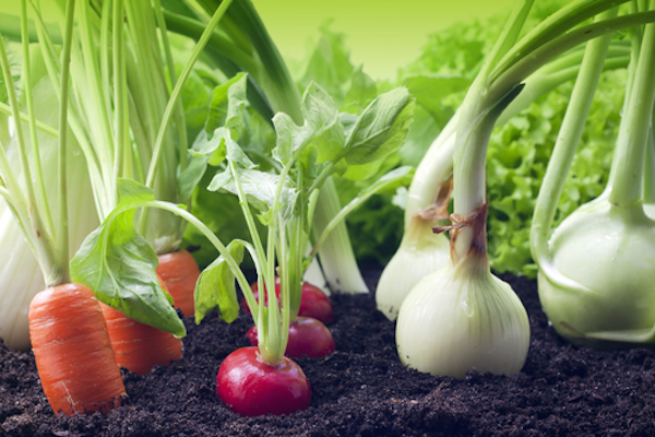 Growing Vegetables: The Only Guide You Need! [Infographic]