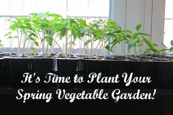 Growing Food: Planting Your Spring Vegetable Garden