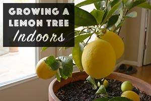 How to Grow a Lemon Tree Indoors - There are a few things to keep in mind when growing a lemon tree indoors (or any other citrus plants).