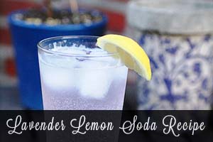 Homemade Lavender-Lemon Soda!Herbal homemade soda is quite simple actually.  Almost any herb can be used, and this lavender and lemon combination is cooling and refreshing!