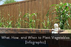 I love infographics. When I came across this one about what, how, and when to plant vegetables, I thought I’d share. Keep reading after the pic for a few of my own lessons learned.