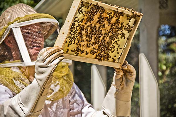 Honey by the People: How Beekeeping Turned from Hobby to Passion