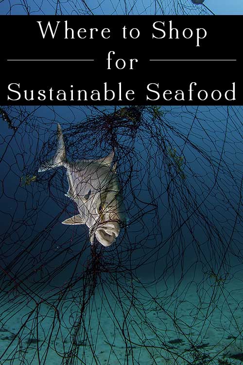Every year, Greenpeace compiles a sustainable seafood list. Now in its ninth year, the Carting Away the Oceans report ranks the top retailers in the nation based on the sustainability of their seafood.