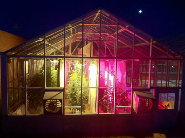 If you want greenhouse tomatoes that use less energy, ask whether they were grown with LED lights.