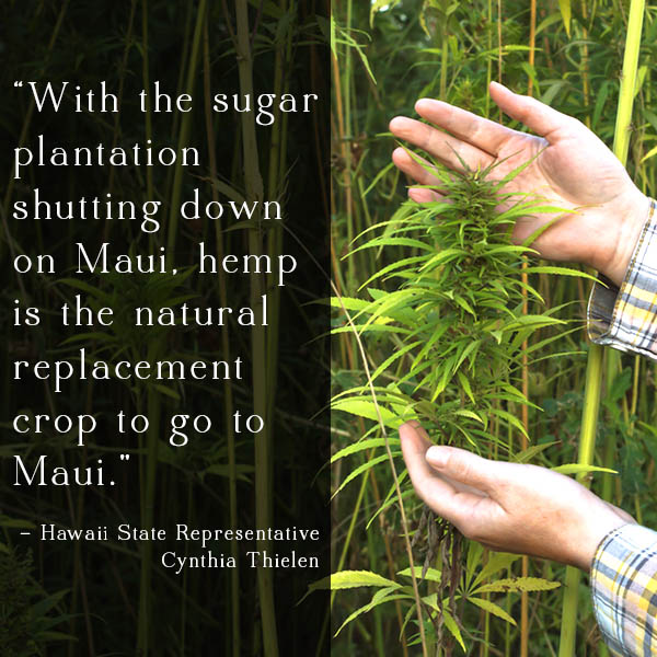 Hemp is a sustainable crop with uses from food to fuel to building materials. Growing hemp on Maui has the potential to transform the island's economy and the health of its residents.