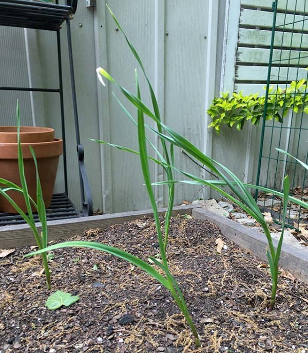 My three-year-old and I planted a ton of green garlic, and you can, too! Here’s how to grow, harvest, and eat green garlic!