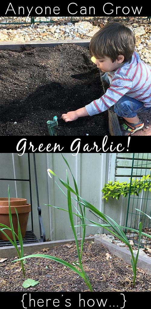 My three-year-old and I planted a ton of green garlic, and you can, too! Here’s how to grow, harvest, and eat green garlic!