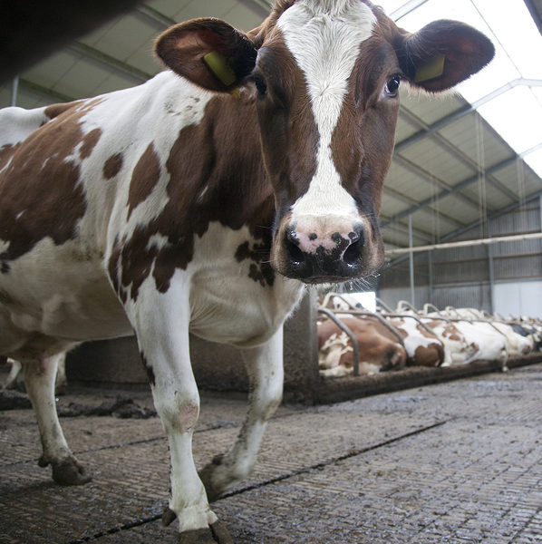 Another day, another USDA dairy industry bailout.
