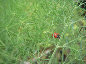 Pest Control in the Organic Garden – Eat Drink Better