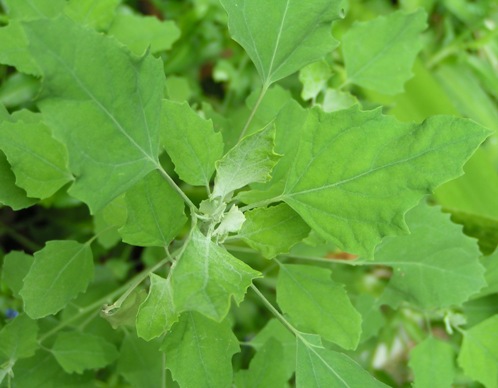 Lambsquarter - Chenopodium album, photo (c) Heather Carr