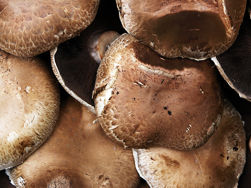 Portobello Portabella Mushrooms