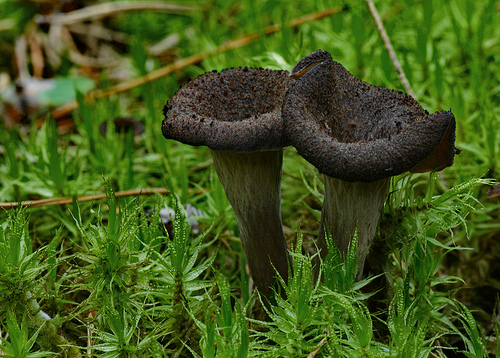 Wild Eats: Black Trumpet Mushrooms – Eat Drink Better