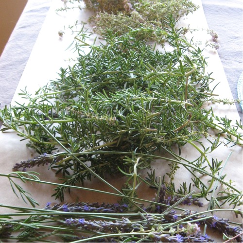 Drying garden herbs