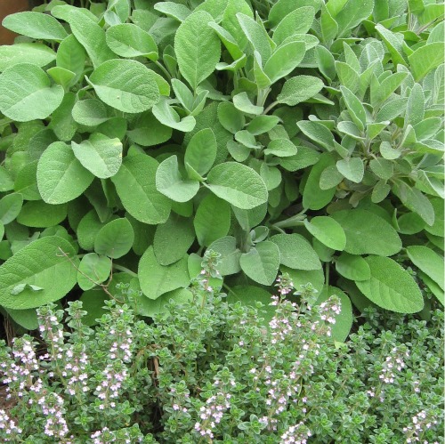 Thyme and Sage in the garden