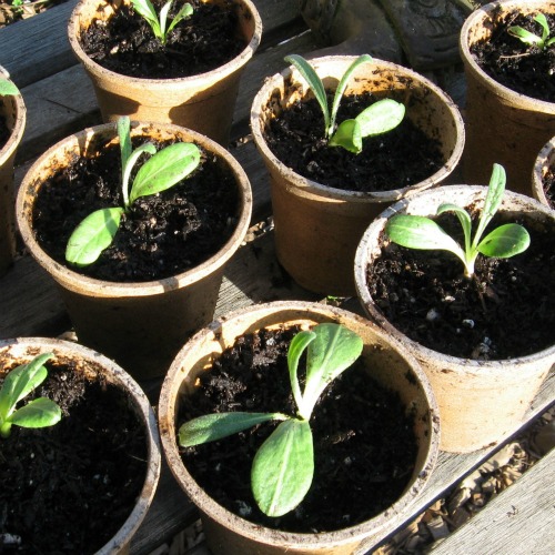 Artichoke seedlings in pots