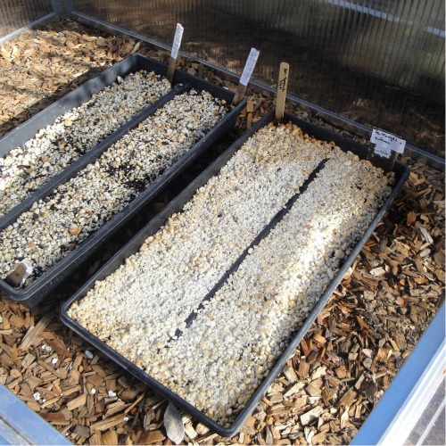 Seed flats in cold frame