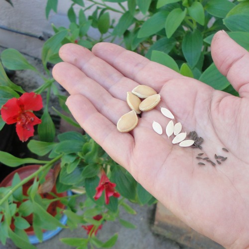 Examples of seed sizes
