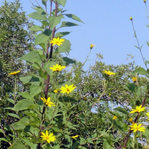 Jerusalem artichokes 15 ft.tall 