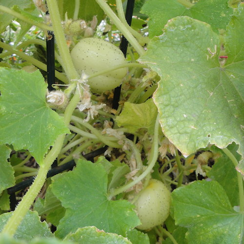 Lemon cucumbers on the vine