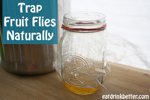 vinegar fly trap jar