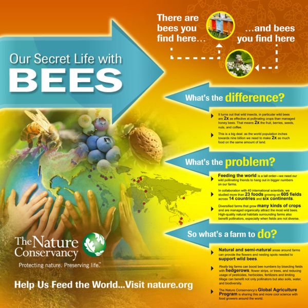 insecticides and pesticides kill bees