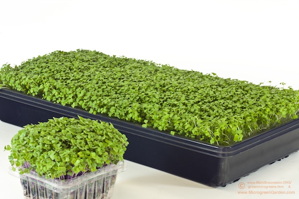 Homegrown Microgreens: Small But Mighty And Easy To Grow (Book Review ...