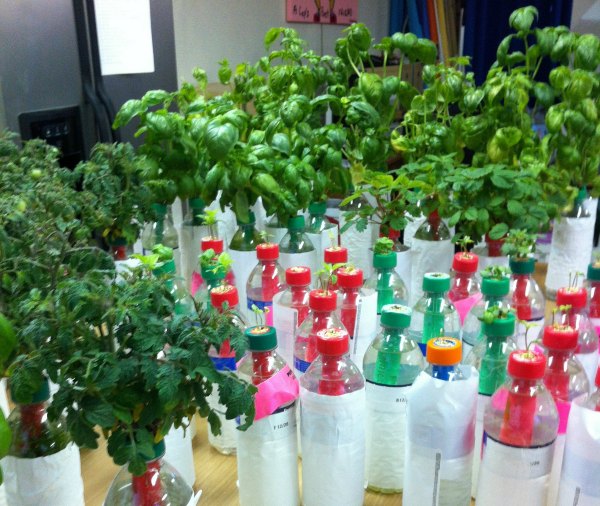 This water bottle  garden  is hydroponics  for beginners 