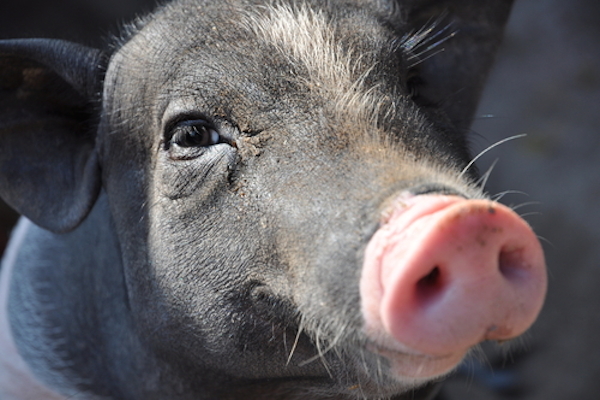 The Farm to Table Movement: Merely Lipstick on a Pig?