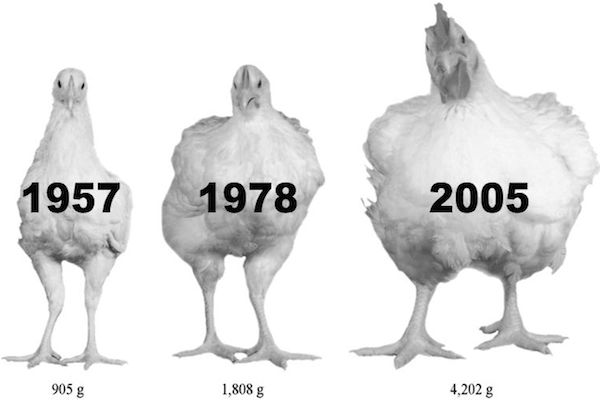 Chicken Evolution: We're Eating Some Big Damn Birds