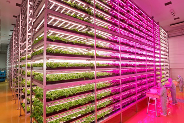 Hydroponic farming that uses 99% less water than conventional farming