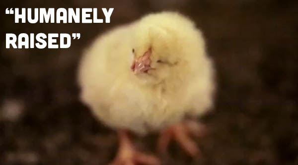 Chicken Factory Farming: One farmer speaks out.