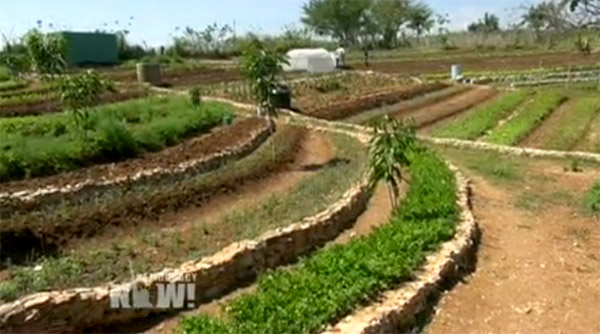 What's the future of organic farming in Cuba? In Cuba, organic farming is the norm by default. Now that U.S.-Cuban relations are improving, what will the future of Cuba's food production look like?