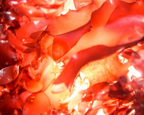 Could bacon seaweed save the oceans and help people eat less meat?