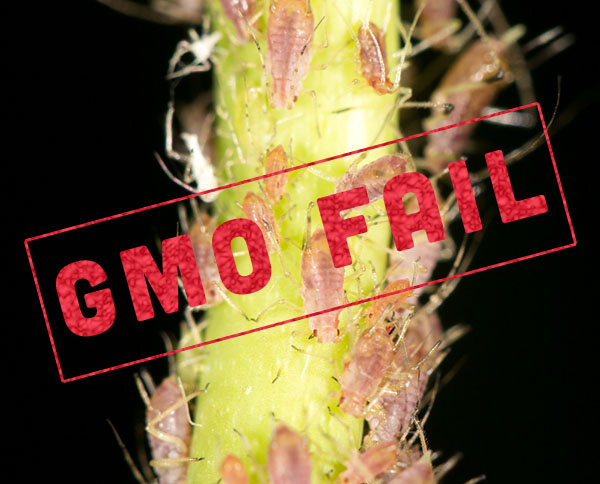 Recent field-scale tests of GMO wheat designed to repel aphids have shown the new GMO crop to be nearly completely ineffective.
