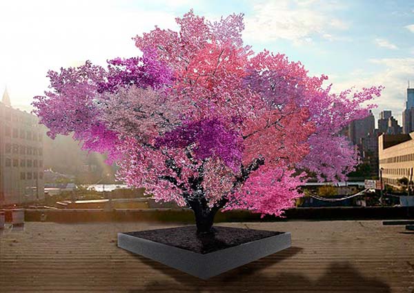 Artist Sam Van Aken uses grafting techniques to create his Tree of 40 Fruit. It's a stone fruit tree that produces different fruits all summer.