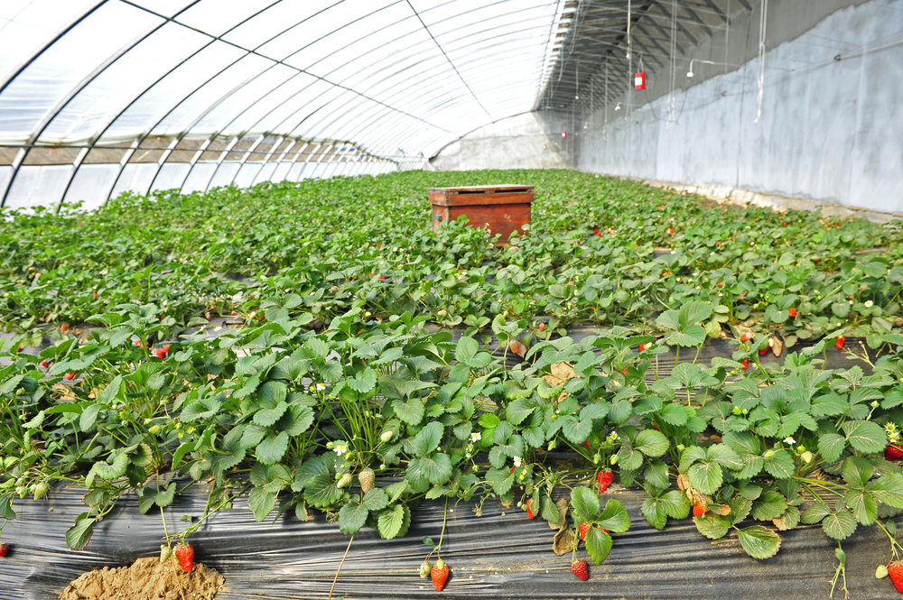 Driscoll's Says Strawberry Seedlings Now Organic, and It Matters More Than You Think