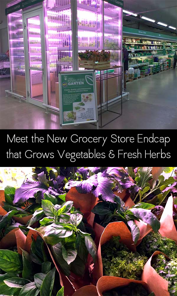 Berlin's Metro Cash & Carry supermarket is piloting a grocery store indoor farm that produces herbs and veggies on-site, right in the store.