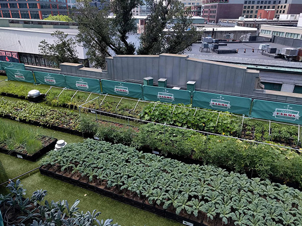 Fenway Farms is producing 4,000 pounds of fresh fruits, veggies, and herbs on the rooftop of the baseball stadium.